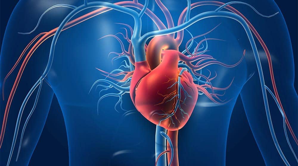 Human-heart-with-blood-vessels-What-Is-An-Endoleak-ss-feat-prxgzf8xihsbqzzx3bx53o035i34v1qtpu1wwarv1c